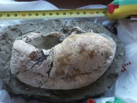 Conservazione, restauro e valorizzazione della Balena Giuliana, siglata l&rsquo;intesa Comune-Soprintendenza-ICR -UniPi